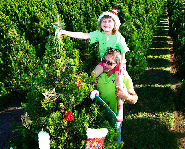 The Christmas Tree Farm Christmas Trees Hamilton